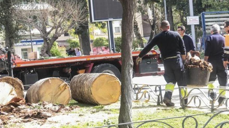 La empresa pública Tragsa retirará las palmeras afectadas por el picudo gratis