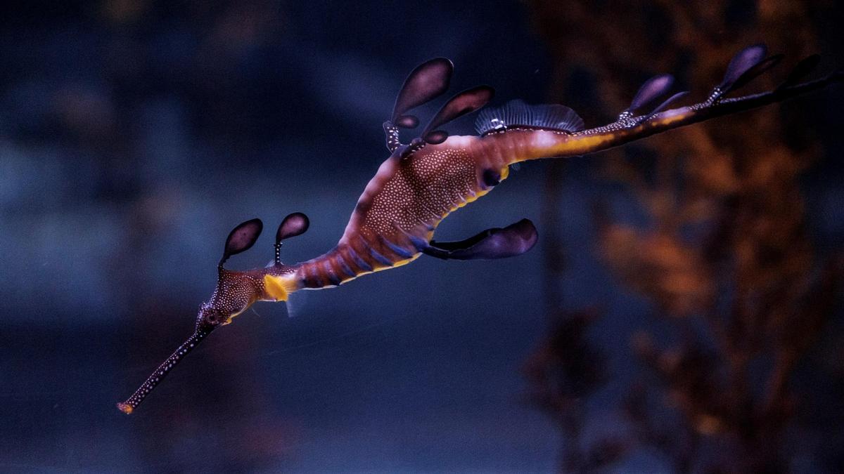 Nacen 24 dragones de mar en el acuario de Las Palmas de Gran Canaria