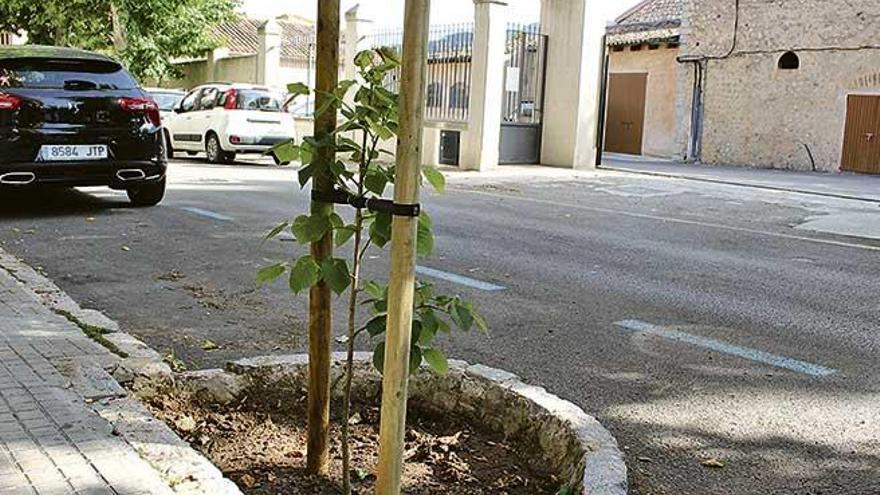 El Pi critica la &quot;siembra de macetas&quot; en Sóller