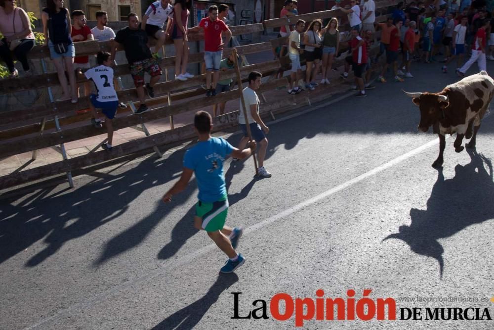 Última suelta de vacas en Moratalla