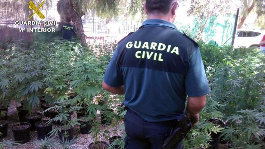 Desmantelan un activo punto de cultivo intensivo y procesamiento de marihuana en Mula