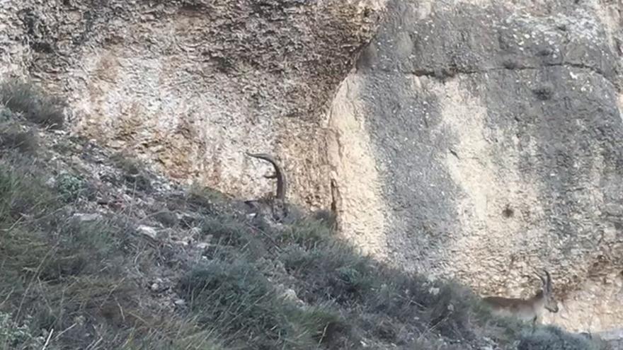 Cabras montesas se acercan a Morella