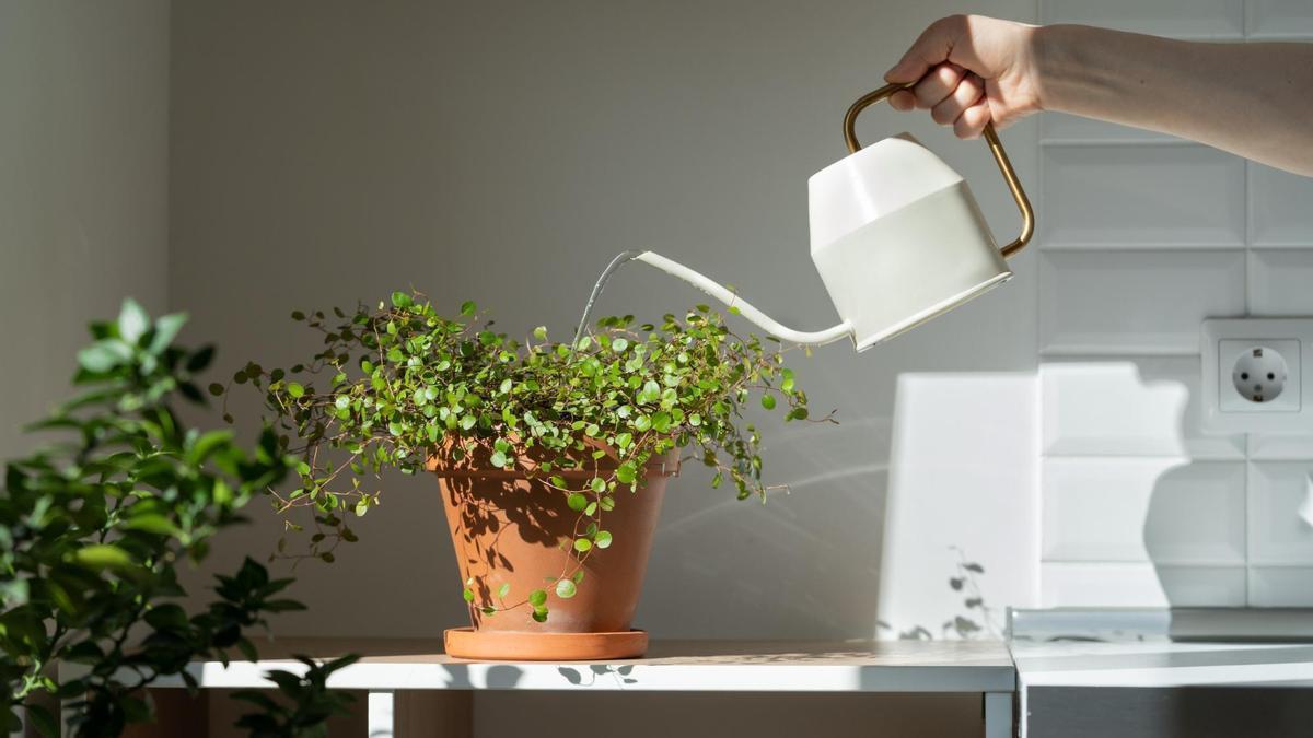 Adiós a regar las plantas: la maceta de Ikea que lo hará por ti y con la que tu jardín durará mucho más tiempo