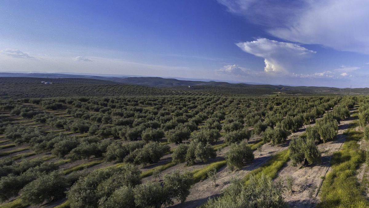 Paisaje de olivar andaluz en zona de campiña.