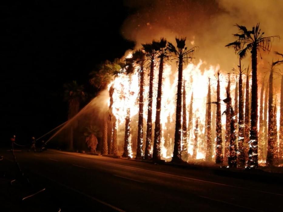 Más de 7.000 palmeras quemadas en varios incendios casi simultáneos en el Camp d''Elx