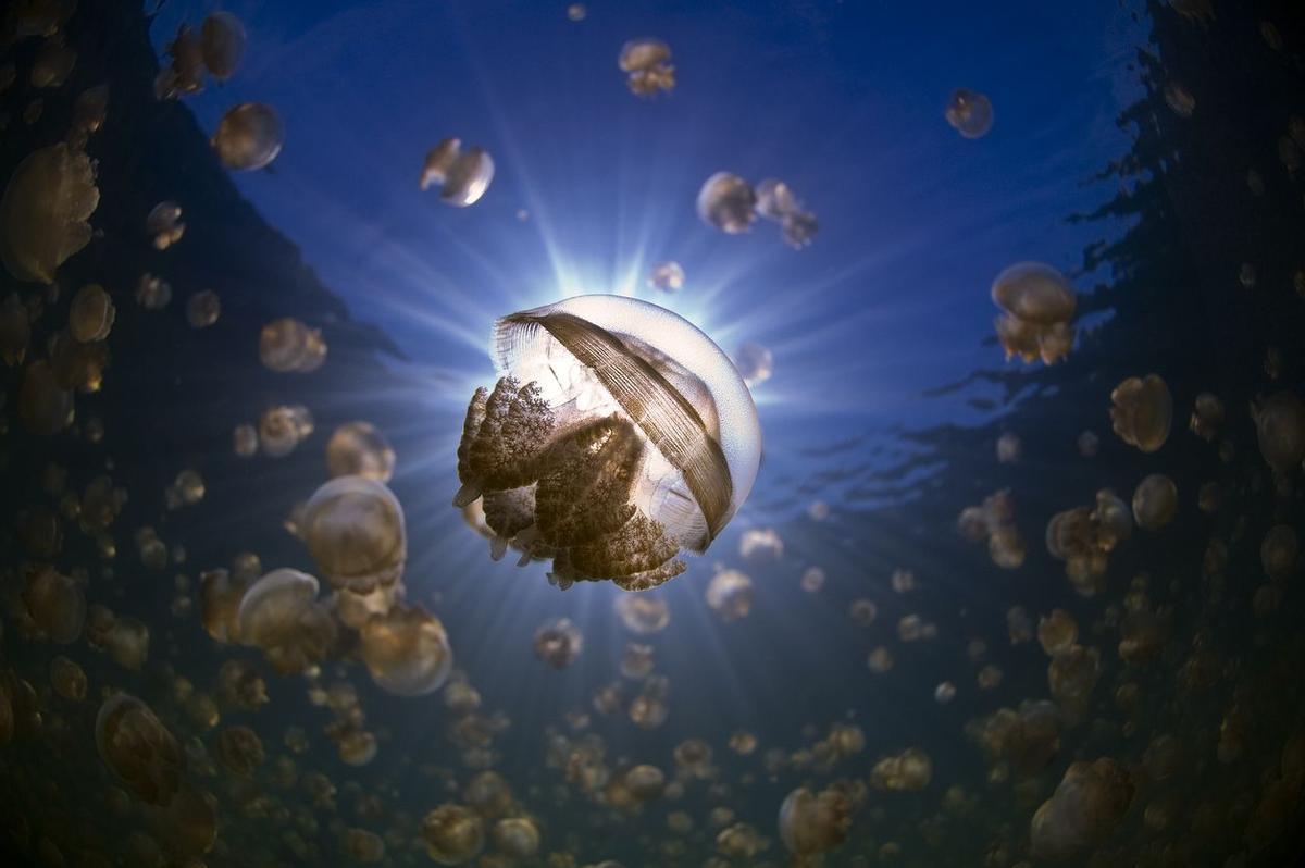 Una medusa dorada con tonos rosáceos