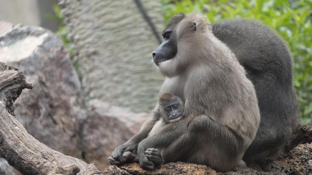 Las familias de animales con sus crías son el principal foco de atención para los visitantes de BIOPARC València