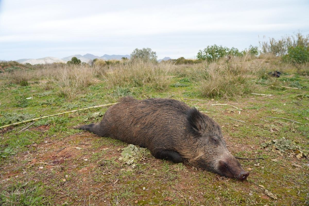 Imagen del jabalí muerto.