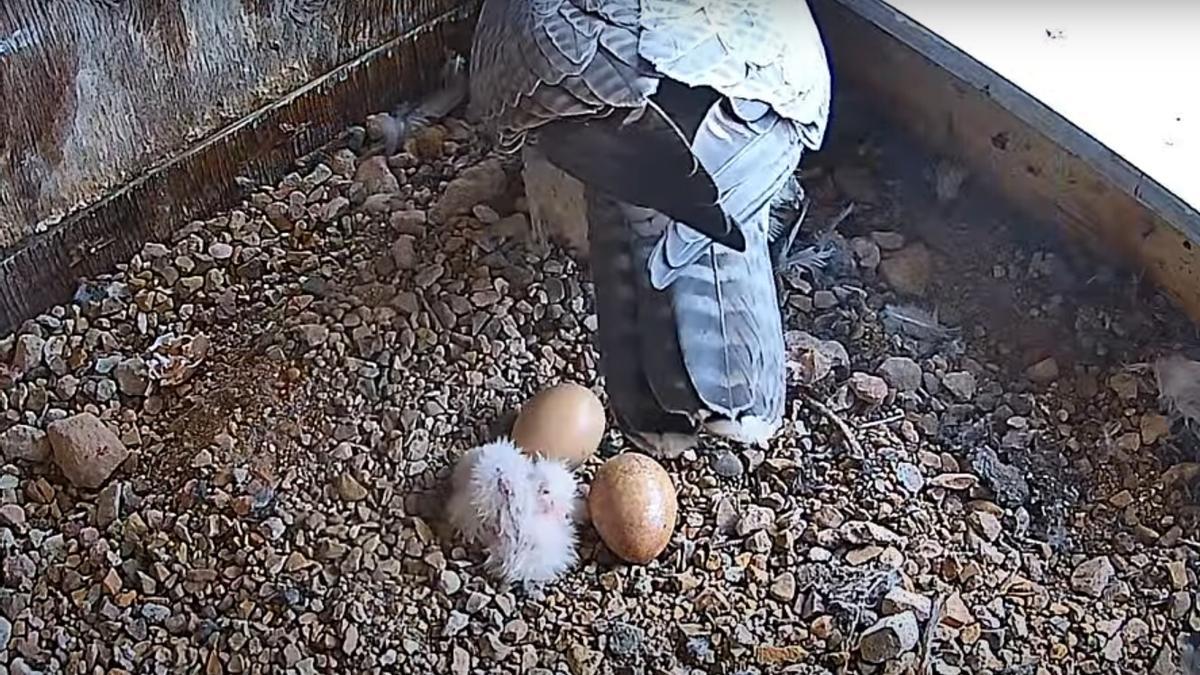 Un polluelo de halcón peregrino nacido en Nuevos Ministerios.