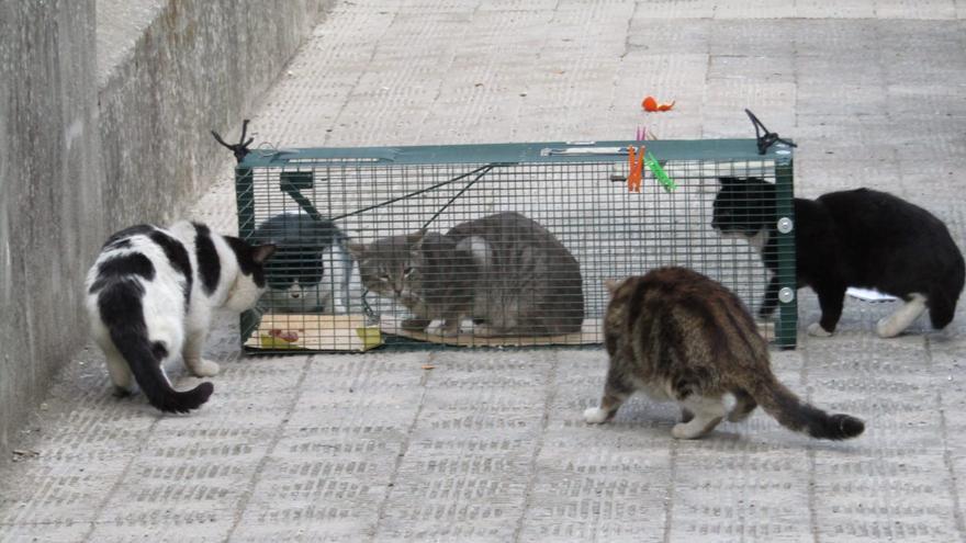 Más de 140 gatos de 42 colonias de Plasencia ya están esterilizados