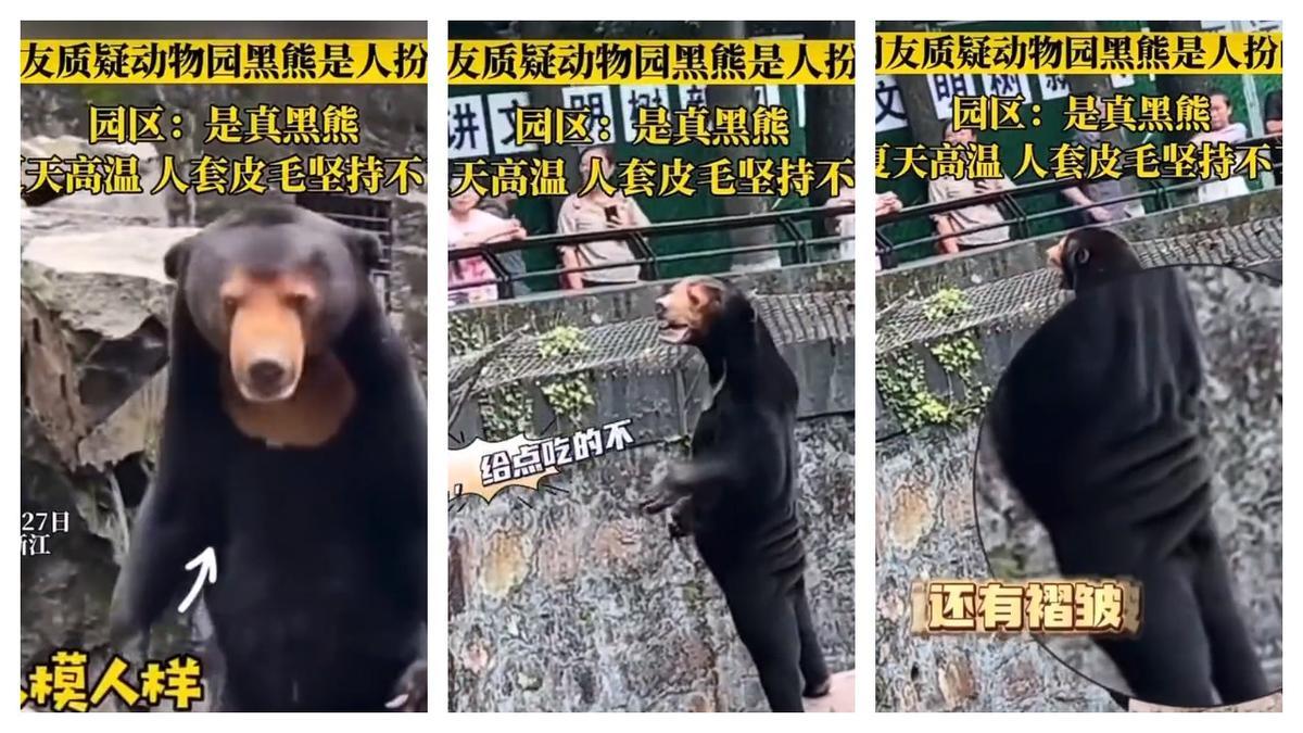 ¿Un os o un humà disfressat? Polèmica en un zoo de la Xina per un vídeo d’un os que sembla una disfressa