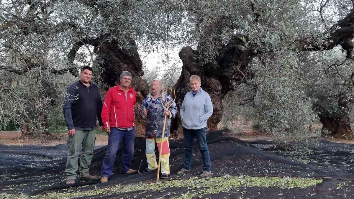 Ripollés fue un recolector de aceituna más y vareó los olivos milenarios de Canet.