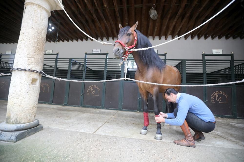 Coronavirus en Córdoba: ¿Quién cuida de los caballos en Caballerizas?