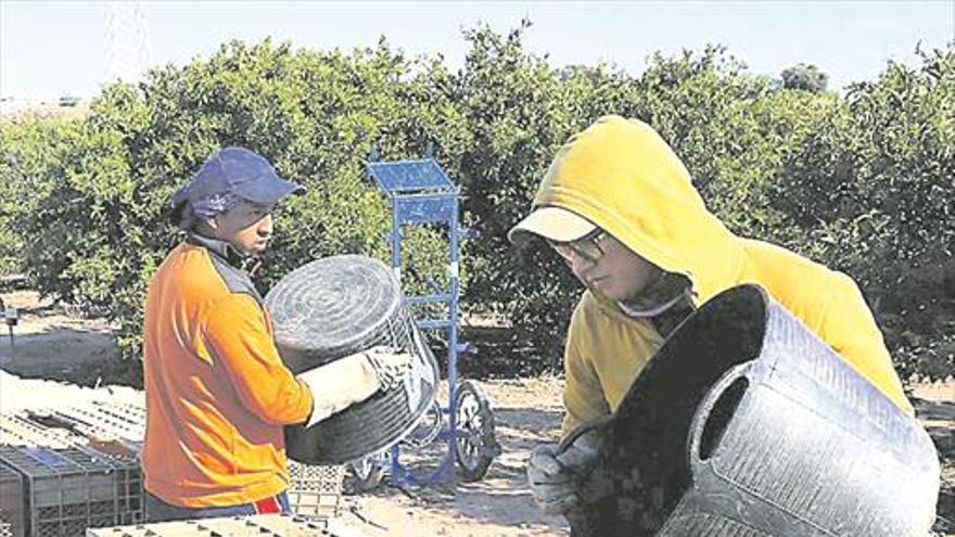 El envejecimiento de fincas citrícolas puede llevar a más campañas con poca producción