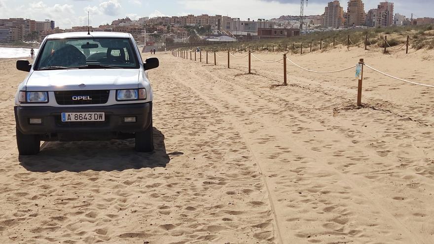 Torrevieja baliza 400 metros lineales de la playa de La Mata para proteger la nidificación del chorlitejo patinegro