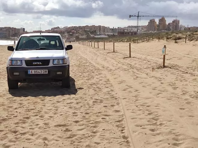 Torrevieja baliza 400 metros de la playa de La Mata para proteger la nidificación del chorlitejo