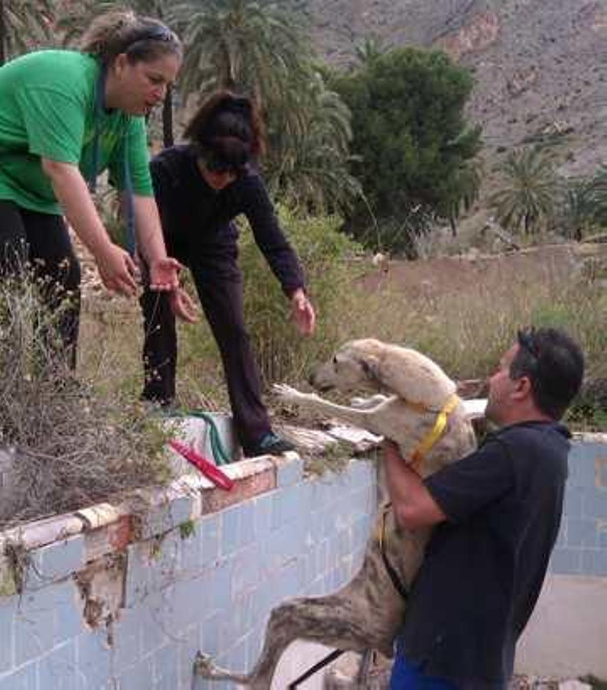Rescatan a siete galgos atados, sin agua ni comida en una piscina abandonada
