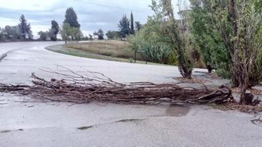 Cau un arbre al concorregut camí de l&#039;Aigua, a l&#039;Agulla