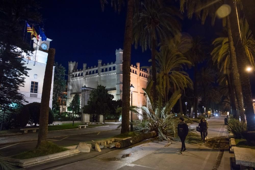 El fuerte viento derriba cinco grandes palmeras en el Passeig Sagrera de Palma