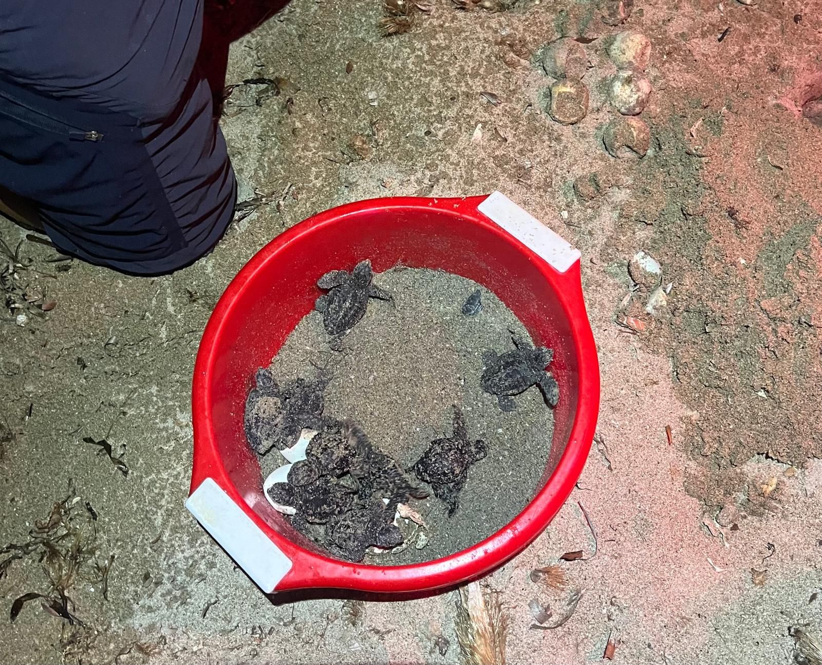 El milagro de la vida en una playa de Dénia: las imágenes del nacimiento de 98 tortugas
