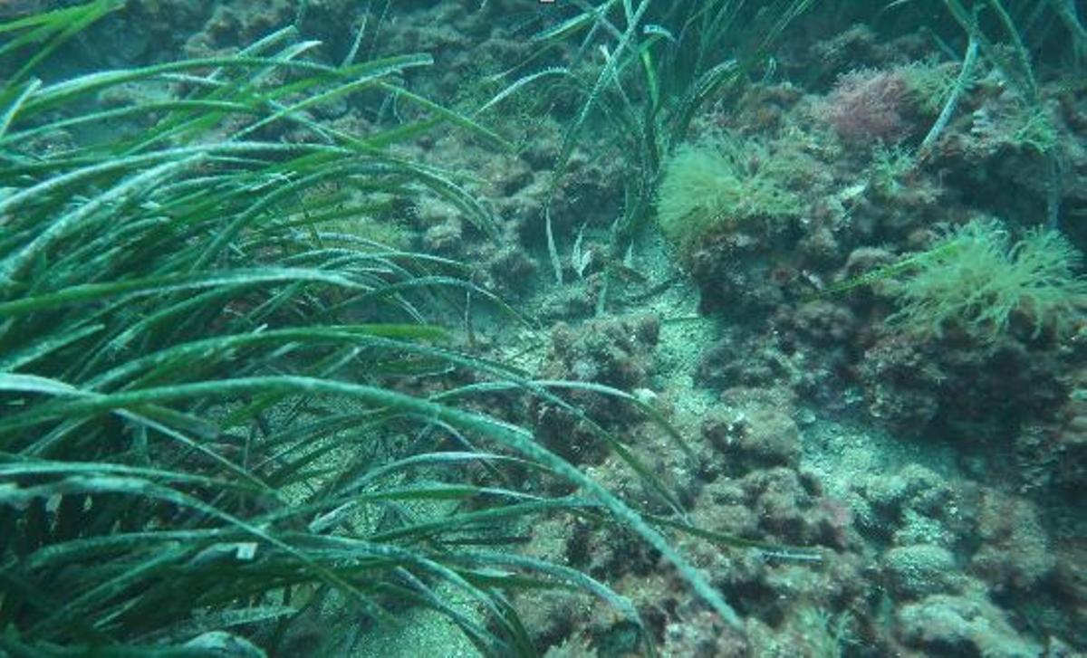 El buen estado de la posidonia en los fondos marinos de Dénia
