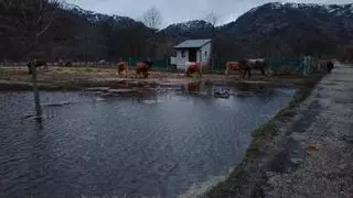 La crecida del río Tera en Ribadelago