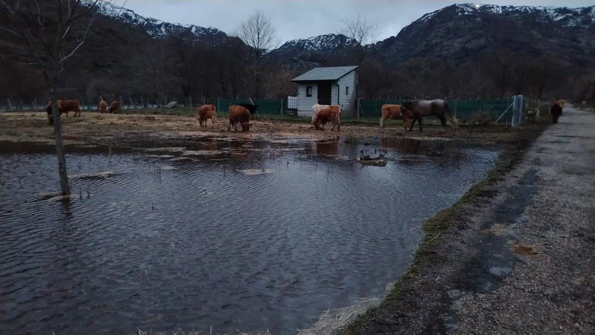 La crecida del río Tera en Ribadelago