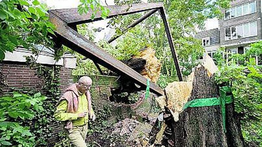 Cae el árbol de Ana Frank