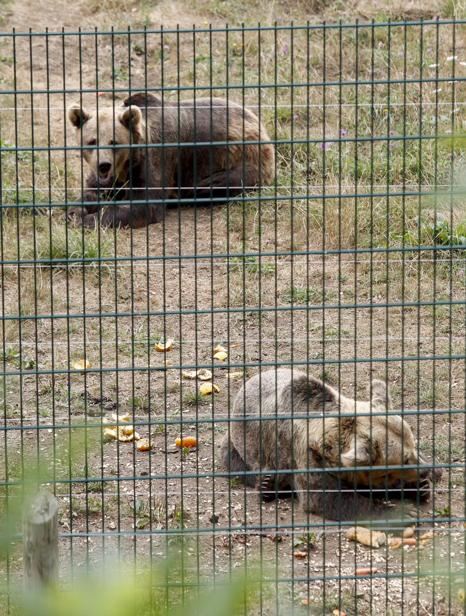 EN IMÁGENES: Así fue la vida de la osa "Paca" en el cercado de los Valles del Trubia