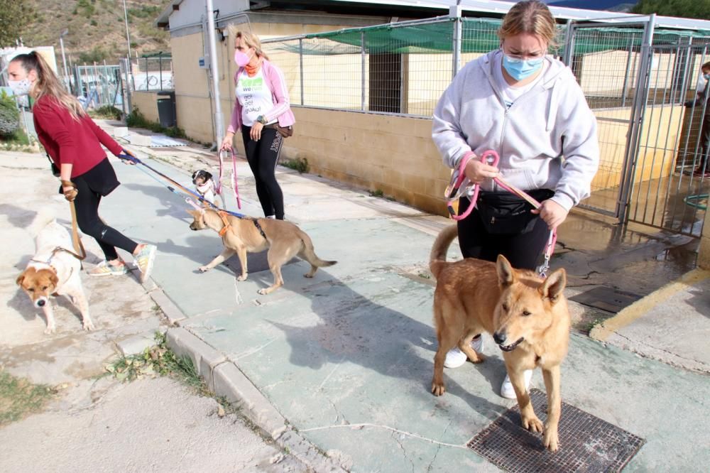 Los ingresos del refugio son destinados a la recuperación y subsistencia de perros y gatos.