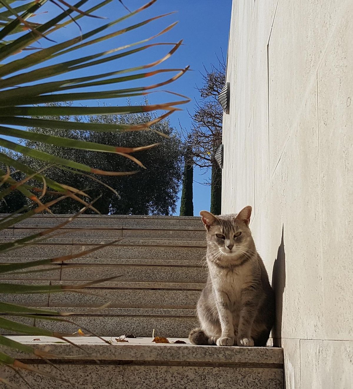 3. gatoua
