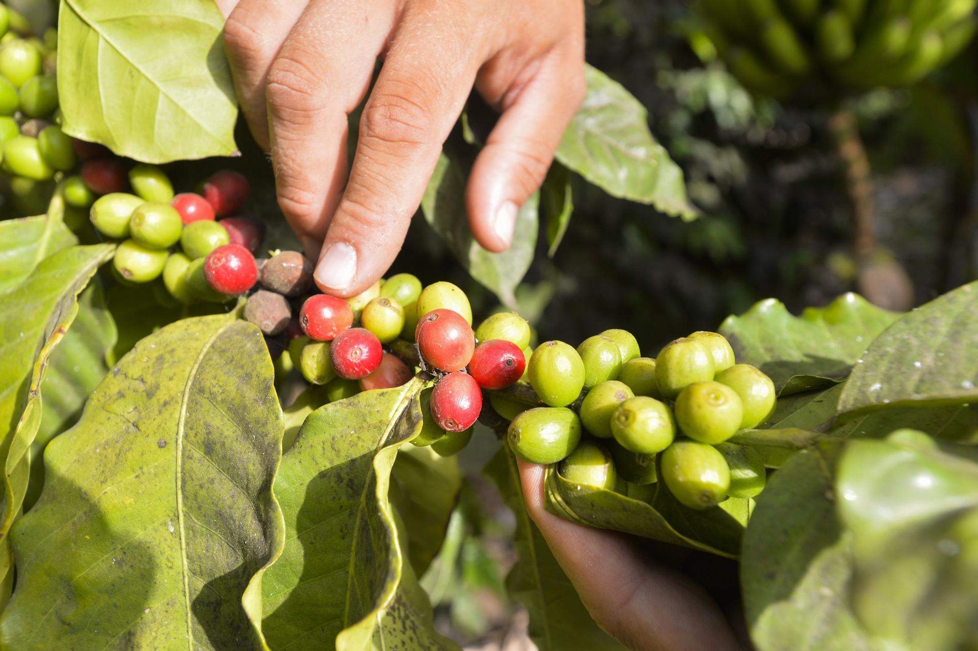 Plantación de café de la finca El Calvario, en Guía