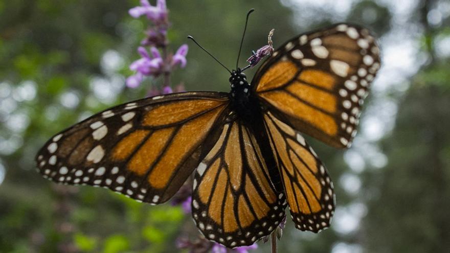La papallona monarca entra en la llista vermella d’espècies en perill