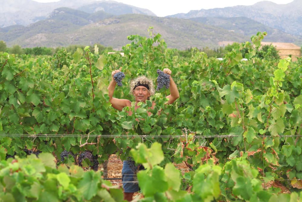 Weinlese auf Mallorca