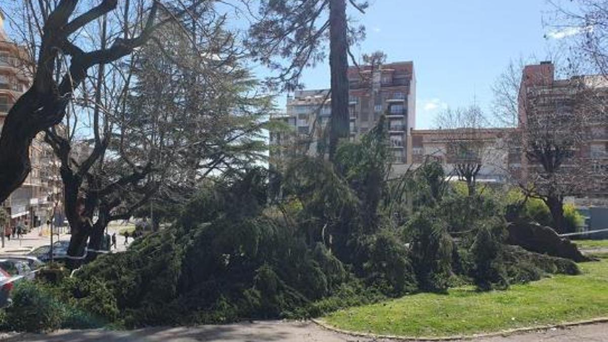 Un arbre caigut a causa d'un episodi de vent