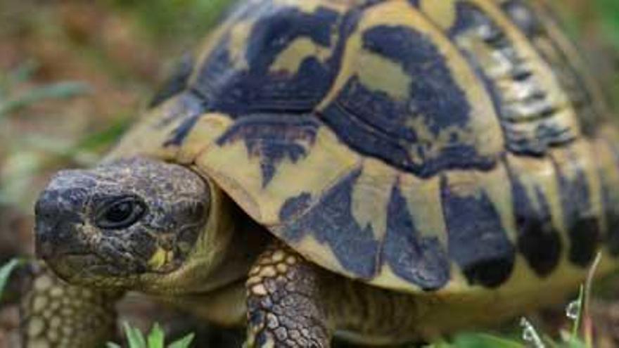 Tortuga macho del núcleo zoológico que ha creado el GEN