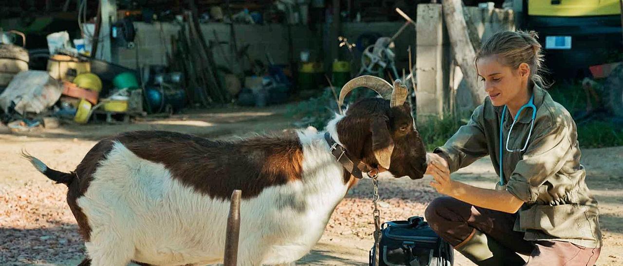 &quot;Una veterinaria en la Borgoña&quot;, la nostalgia del campo en una comedia rural