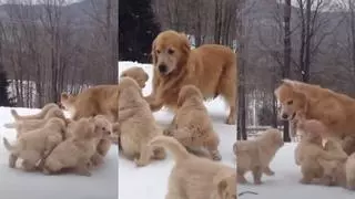 Morirás de amor: estos cachorros de Golden Retriever enloquecen al jugar por primera vez con su mamá
