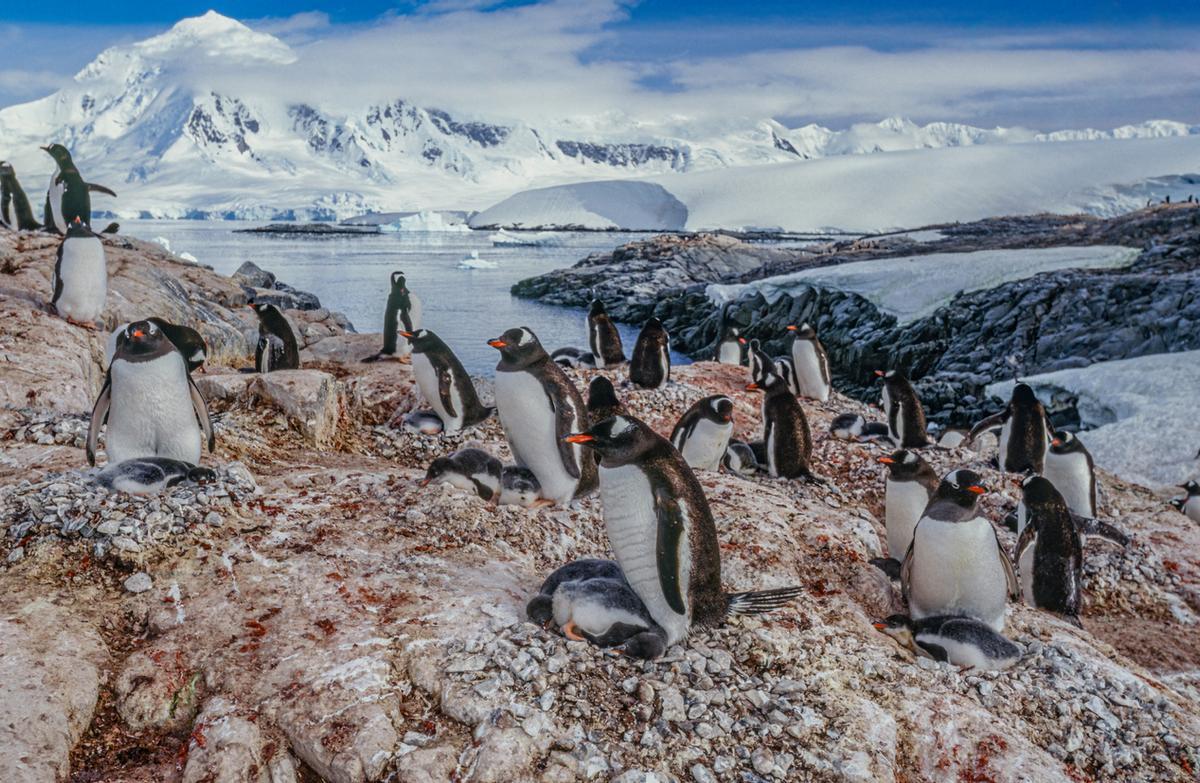 El pingüino papúa, en Port Lockroy.