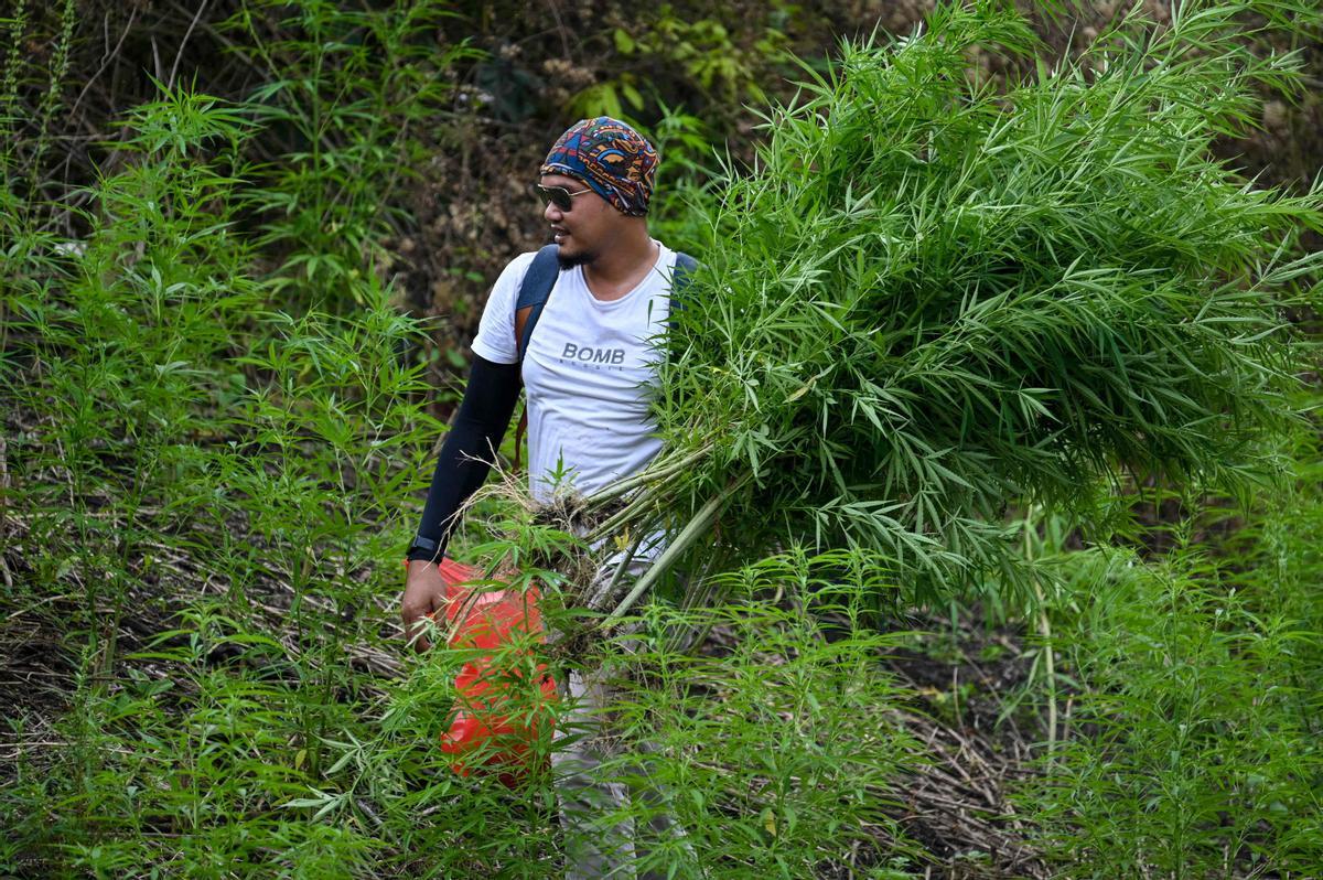 Autoridades de Indonesia queman plantaciones de marihuana en Aceh