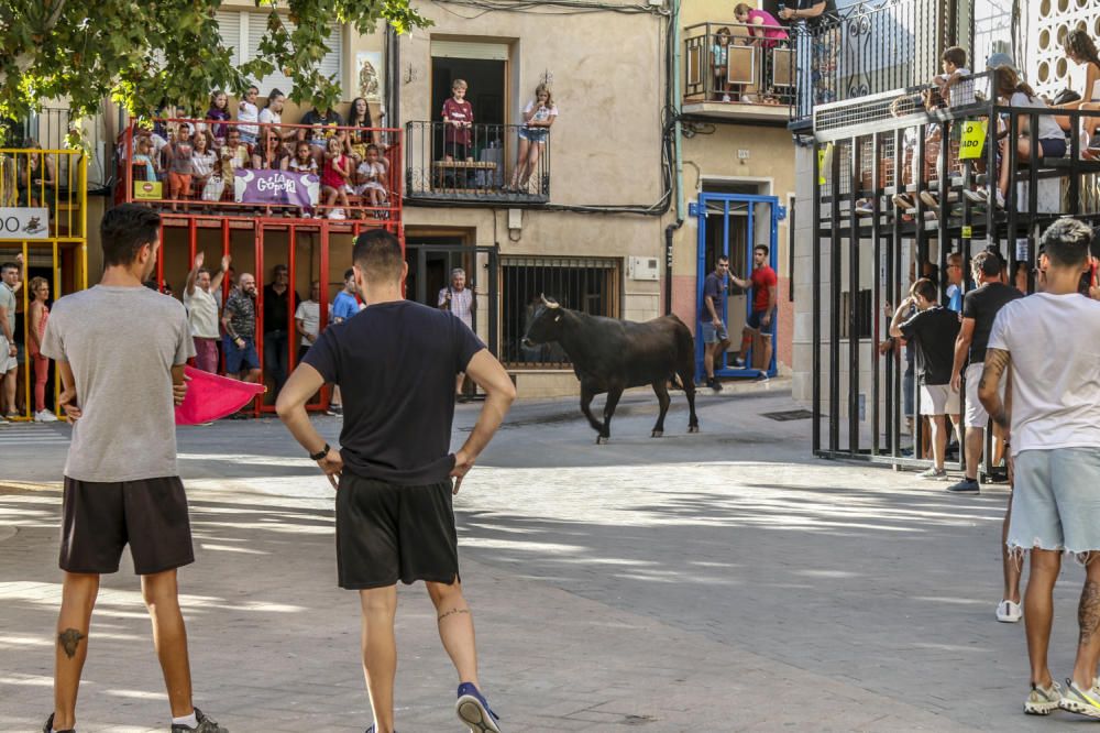 Fiestas de la Vaca de Castalla.