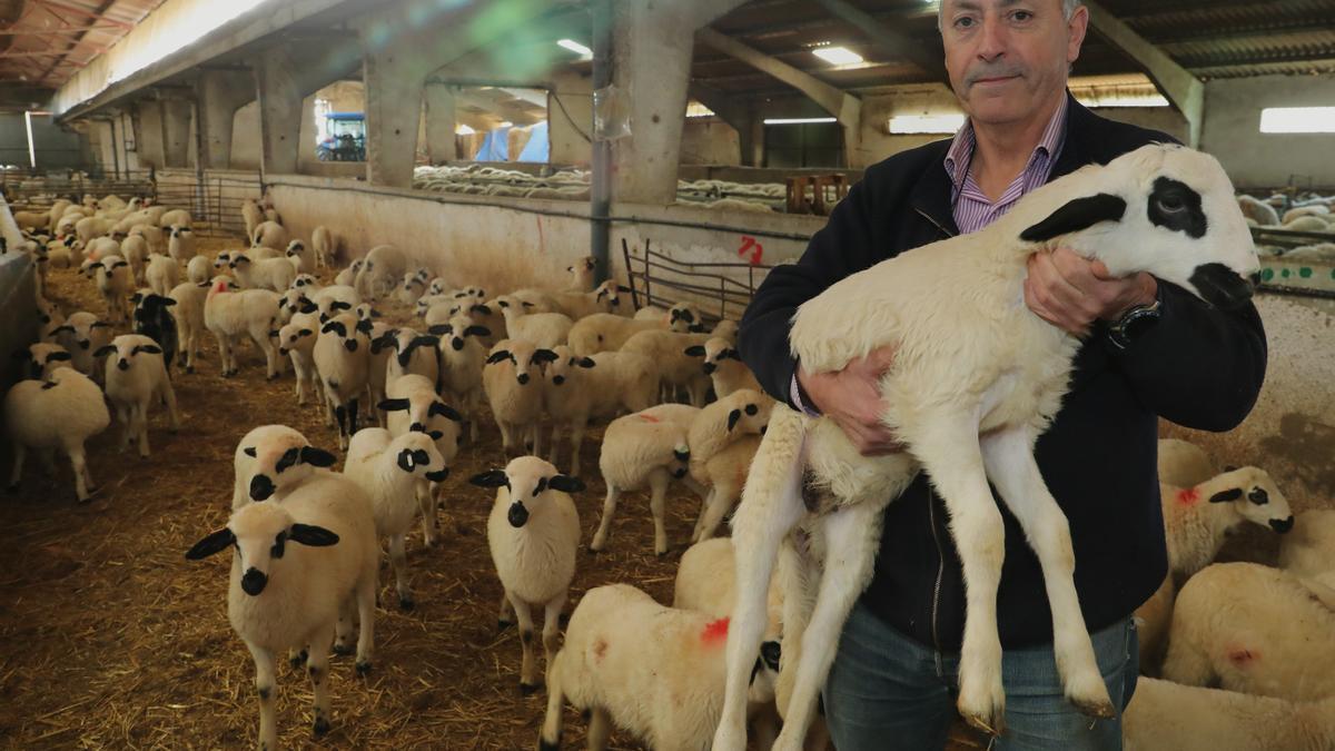 El presidente de ANCHE, Mariano Paramio, sujeta un lechazo de la raza churra en su explotación de Villerías (Palencia)