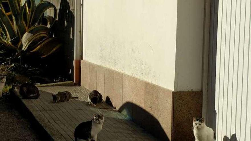 Gatos en una calle de Arteixo.