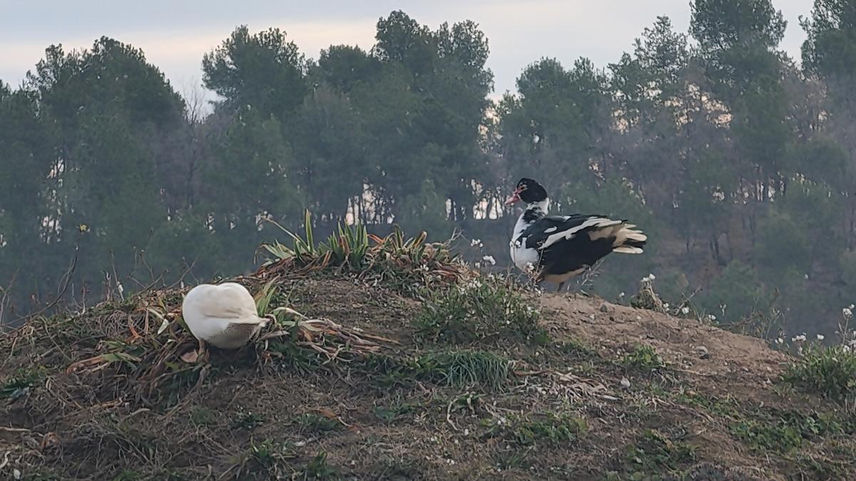 Dos ànecs al sostre d’una tina, Navès.