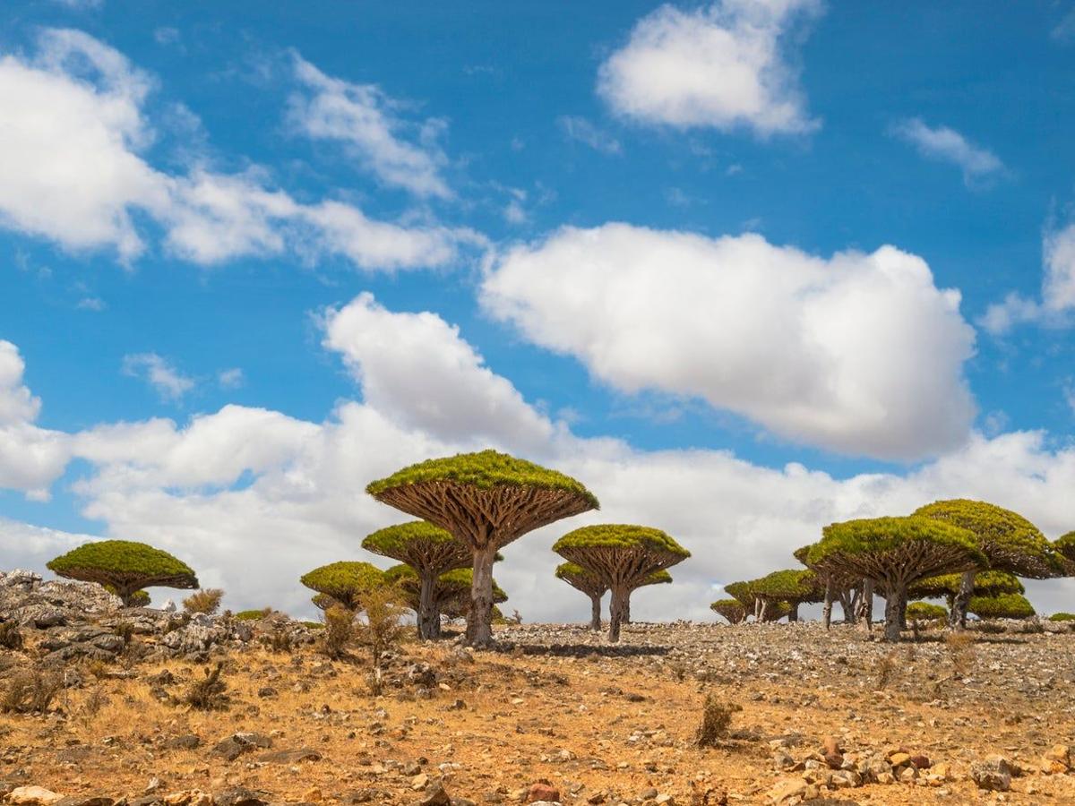 Socotra