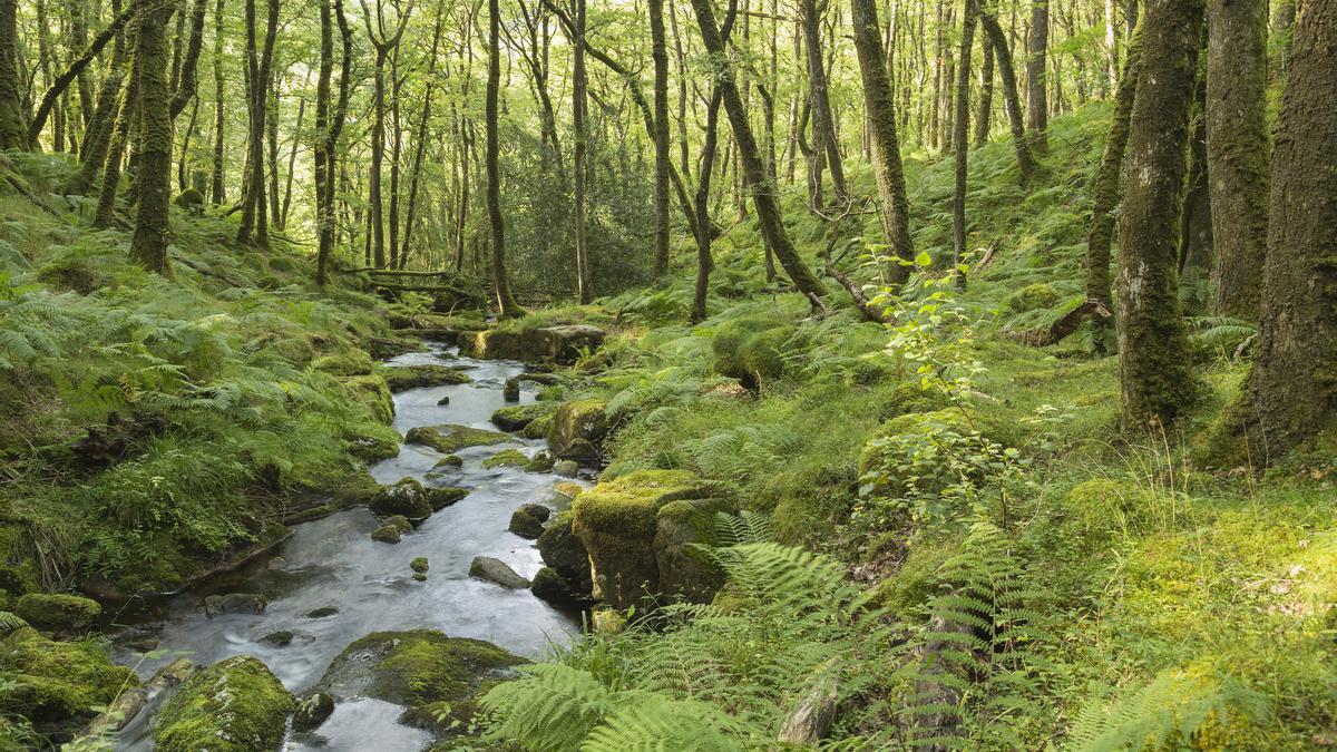 La ciencia ha hablado: el bosque más antiguo del mundo está en Reino Unido