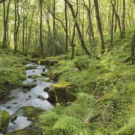 La ciencia ha hablado: el bosque más antiguo del mundo está en Reino Unido