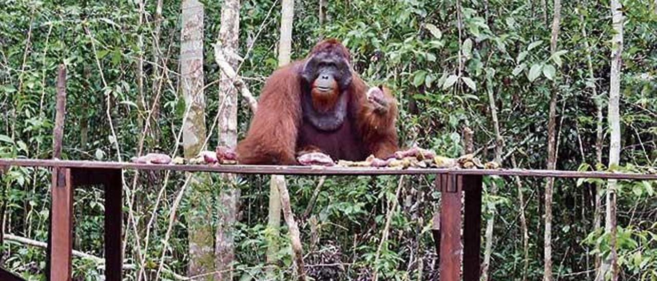 Un orangutÃ¡n subido a una tabla dispuesto a comer.