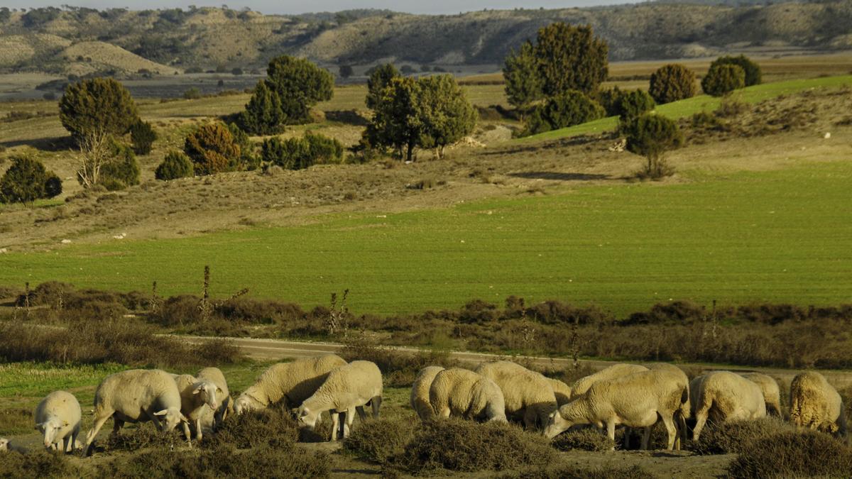 Archivo - Ganadería extensiva en Los Monegros