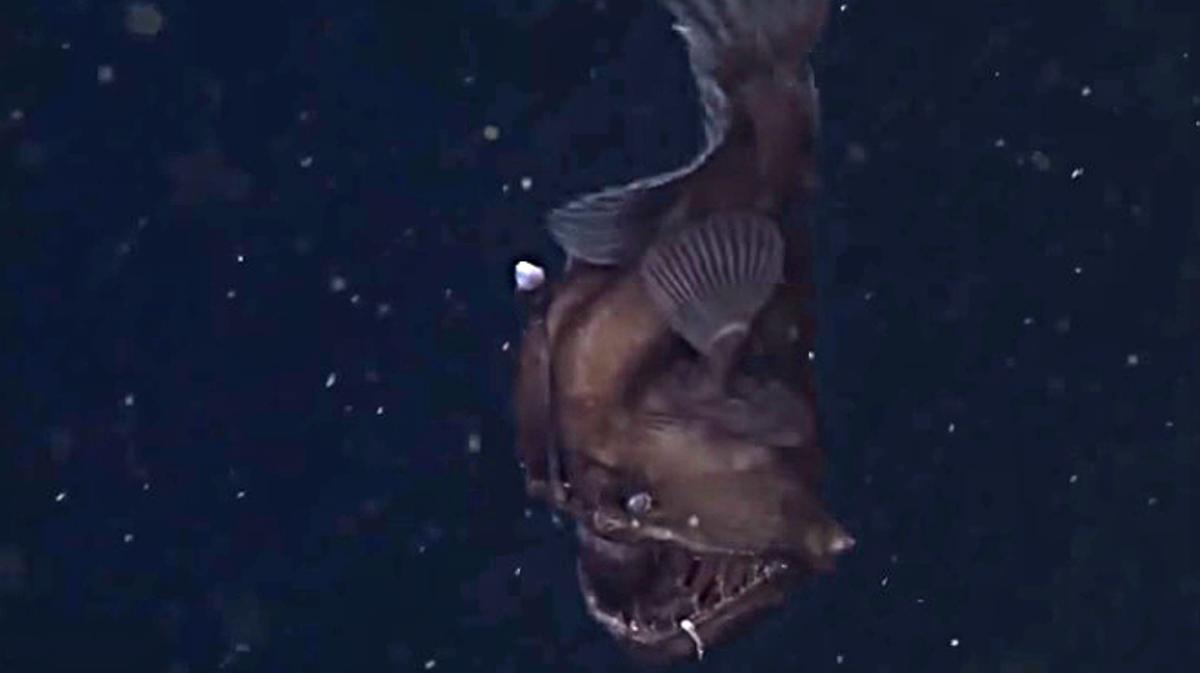 Las primeras imágenes en vídeo del ’monstruo negro’ del mar, el Melanocetus.